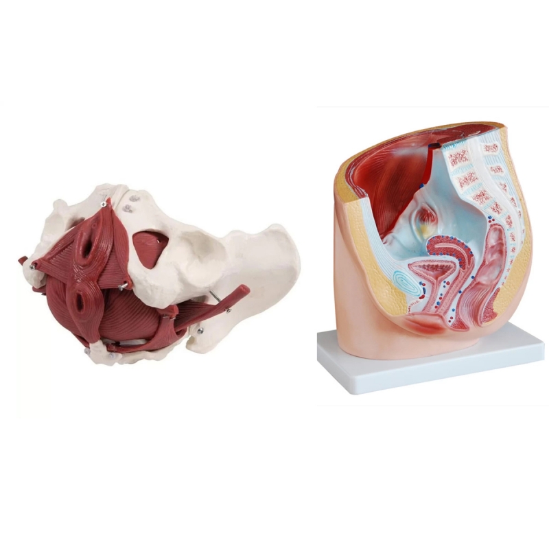 Comprehensive Female Pelvic Anatomy Model Bundle – Includes Pelvis with Organs & Floor Muscles and Sectional Pelvic Model