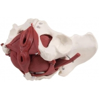 Comprehensive Female Pelvic Anatomy Model Bundle – Includes Pelvis with Organs & Floor Muscles and Sectional Pelvic Model