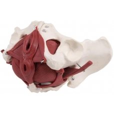 Myaskro - Female Pelvis Model With Removable Muscle Attachments And Organs