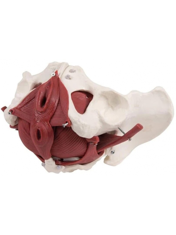 Myaskro - Female Pelvis Model With Removable Muscle Attachments And Organs