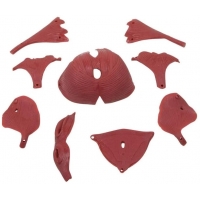 Myaskro - Female Pelvis Model With Removable Muscle Attachments And Organs