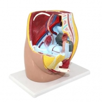 Urinary System Anatomy Bundle - Myaskro