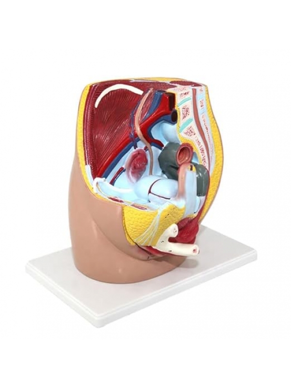 Female Pelvic Section Model (3 Parts) - Myaskro