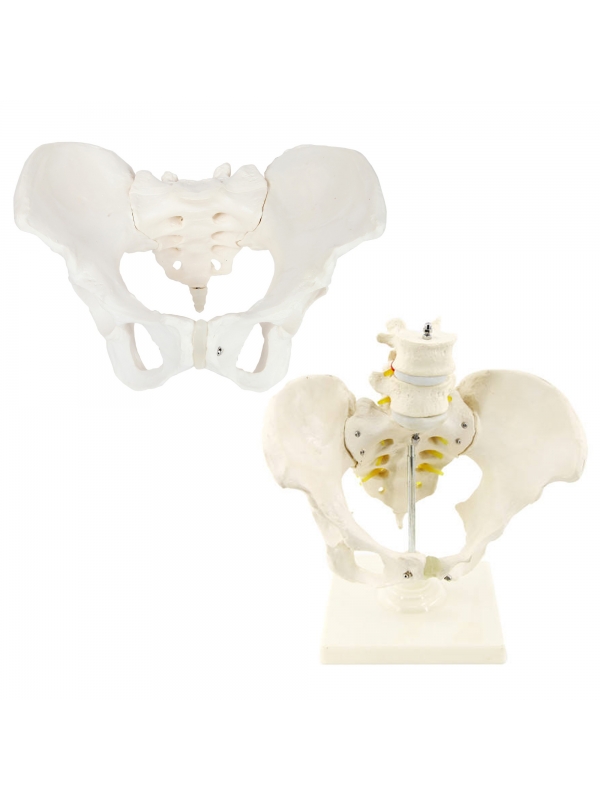 MYASKRO Female Pelvis Set — Basic Pelvis & Pelvis with Lumbar Segment