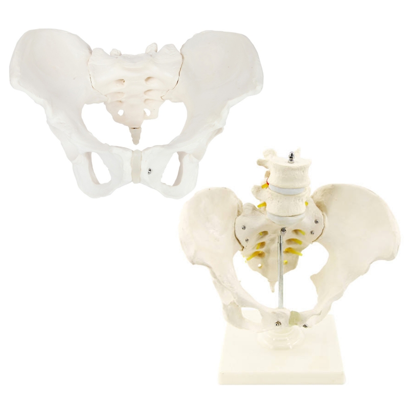 MYASKRO Female Pelvis Set — Basic Pelvis & Pelvis with Lumbar Segment