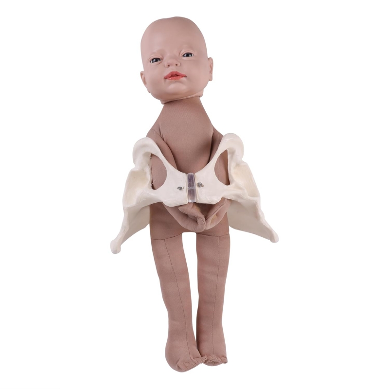 Realistic Fetal Model with Pelvis – 3D Birth Simulator for Midwifery, Obstetric & Medical Education