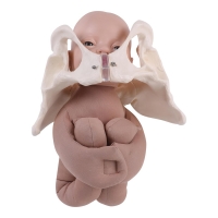 Realistic Fetal Model with Pelvis – 3D Birth Simulator for Midwifery, Obstetric & Medical Education