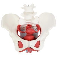 MYASKRO Female Pelvis with Vertebrae & Organs + Male Pelvis Bundle (Life-Size Pair)