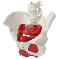 MYASKRO Female Pelvis with Vertebrae & Organs + Male Pelvis Bundle (Life-Size Pair)