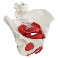 MYASKRO Female Pelvis with Vertebrae & Organs + Male Pelvis Bundle (Life-Size Pair)