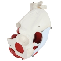 MYASKRO Female Pelvis with Vertebrae & Organs + Male Pelvis Bundle (Life-Size Pair)