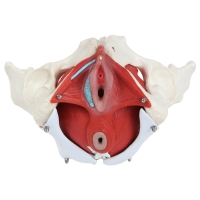 MYASKRO Female Pelvis with Vertebrae & Organs + Male Pelvis Bundle (Life-Size Pair)