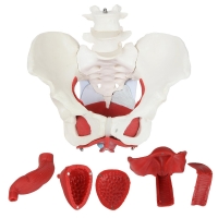 MYASKRO Female Pelvis with Vertebrae & Organs + Male Pelvis Bundle (Life-Size Pair)