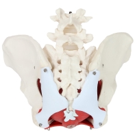 MYASKRO Female Pelvis with Vertebrae & Organs + Male Pelvis Bundle (Life-Size Pair)