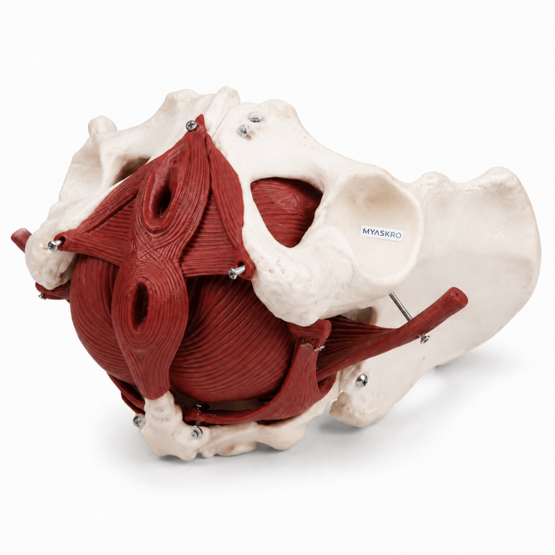 MYASKRO Female Pelvis Model with Removable Pelvic Floor Muscles & Organs