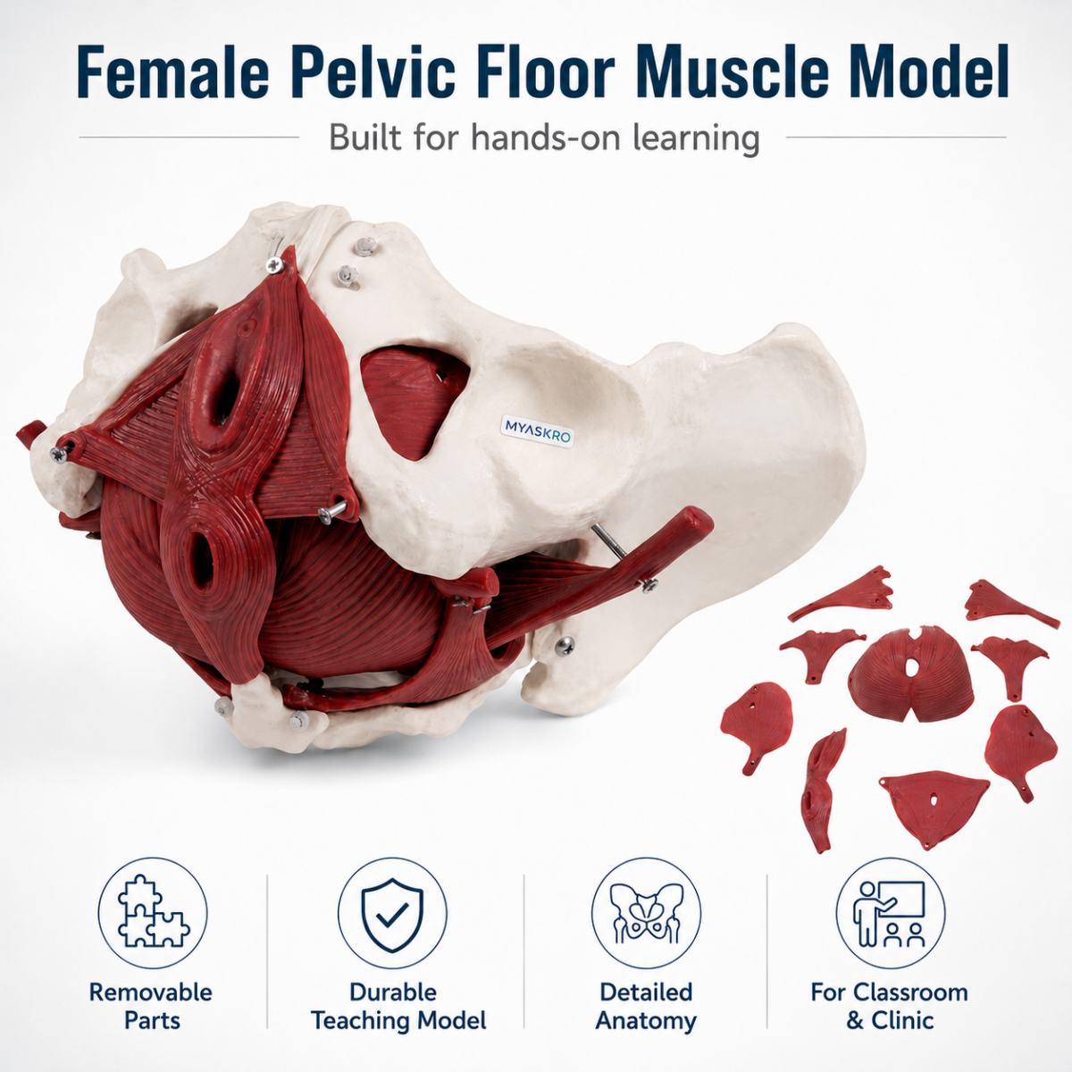 MYASKRO Female Pelvis Model with Removable Pelvic Floor Muscles & Organs