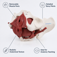MYASKRO Female Pelvis Model with Removable Pelvic Floor Muscles & Organs