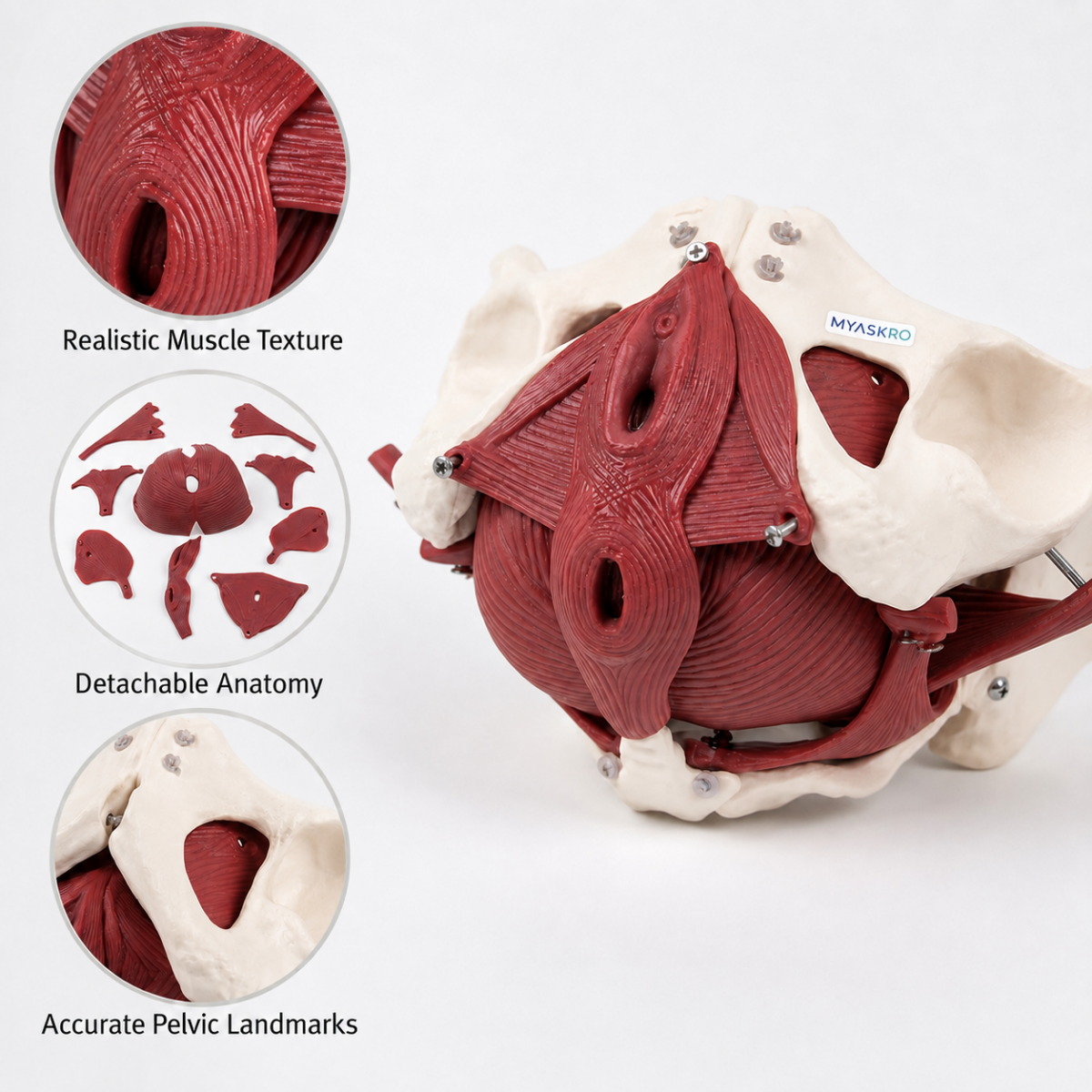 MYASKRO Female Pelvis Model with Removable Pelvic Floor Muscles & Organs