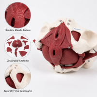 MYASKRO Female Pelvis Model with Removable Pelvic Floor Muscles & Organs