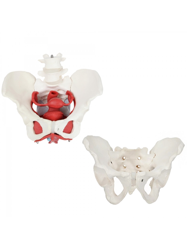 MYASKRO Female Pelvis with Vertebrae & Organs + Male Pelvis Bundle (Life-Size Pair)