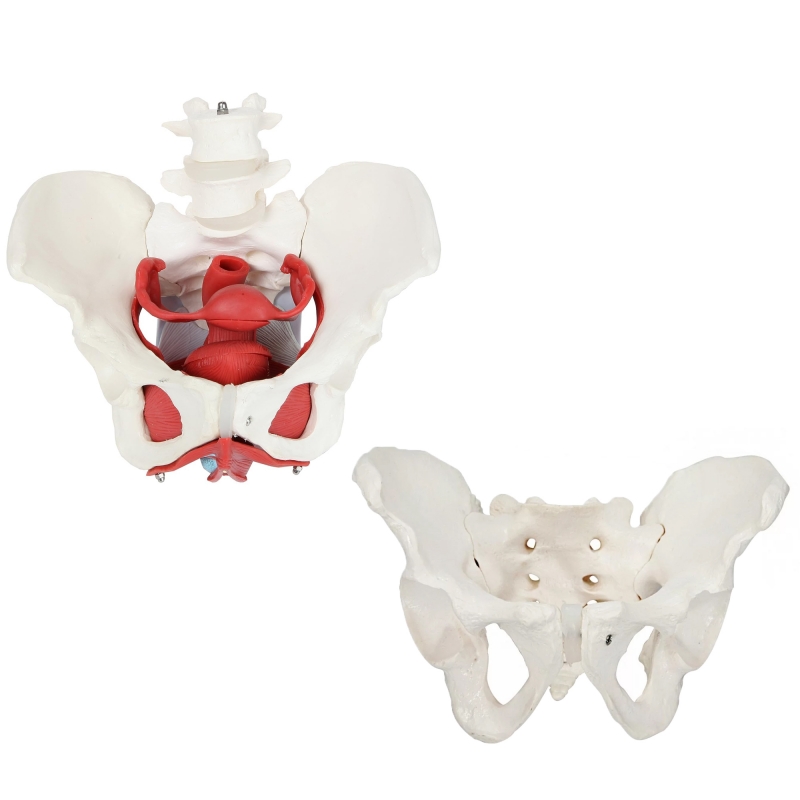 MYASKRO Female Pelvis with Vertebrae & Organs + Male Pelvis Bundle (Life-Size Pair)