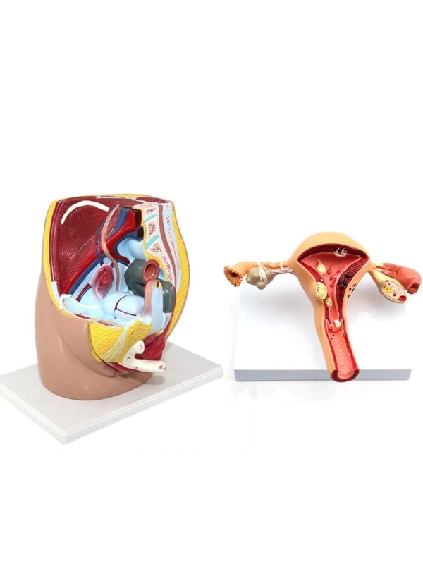 Female Reproductive System Anatomy & Pathology Bundle - Myaskro