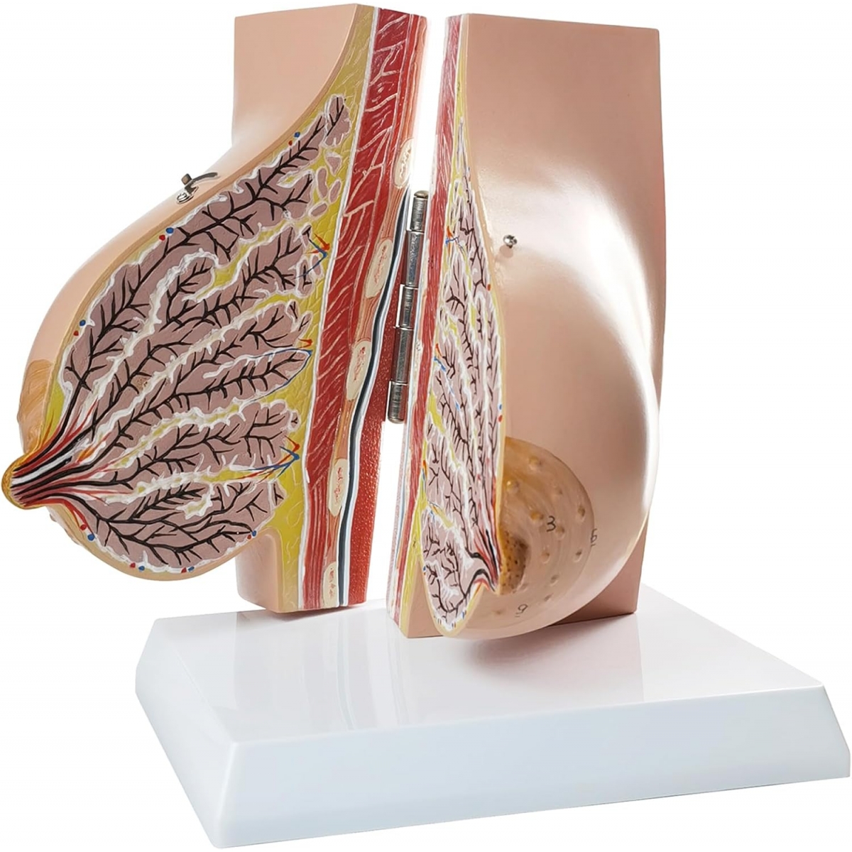 Female Breast Anatomy Model | MYASKRO