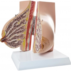 Female Breast Anatomy Model | MYASKRO