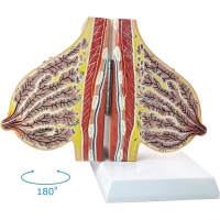 Female Breast Anatomy Model | MYASKRO