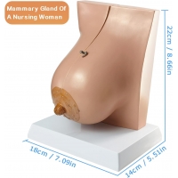 Female Breast Anatomy Model | MYASKRO