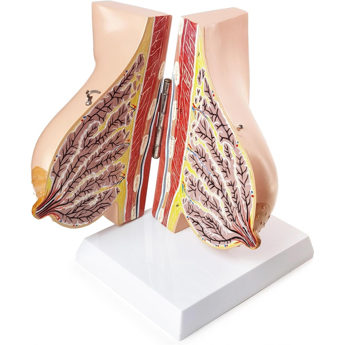 Female Breast Anatomy Model | MYASKRO