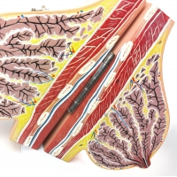 Female Breast Anatomy Model | MYASKRO