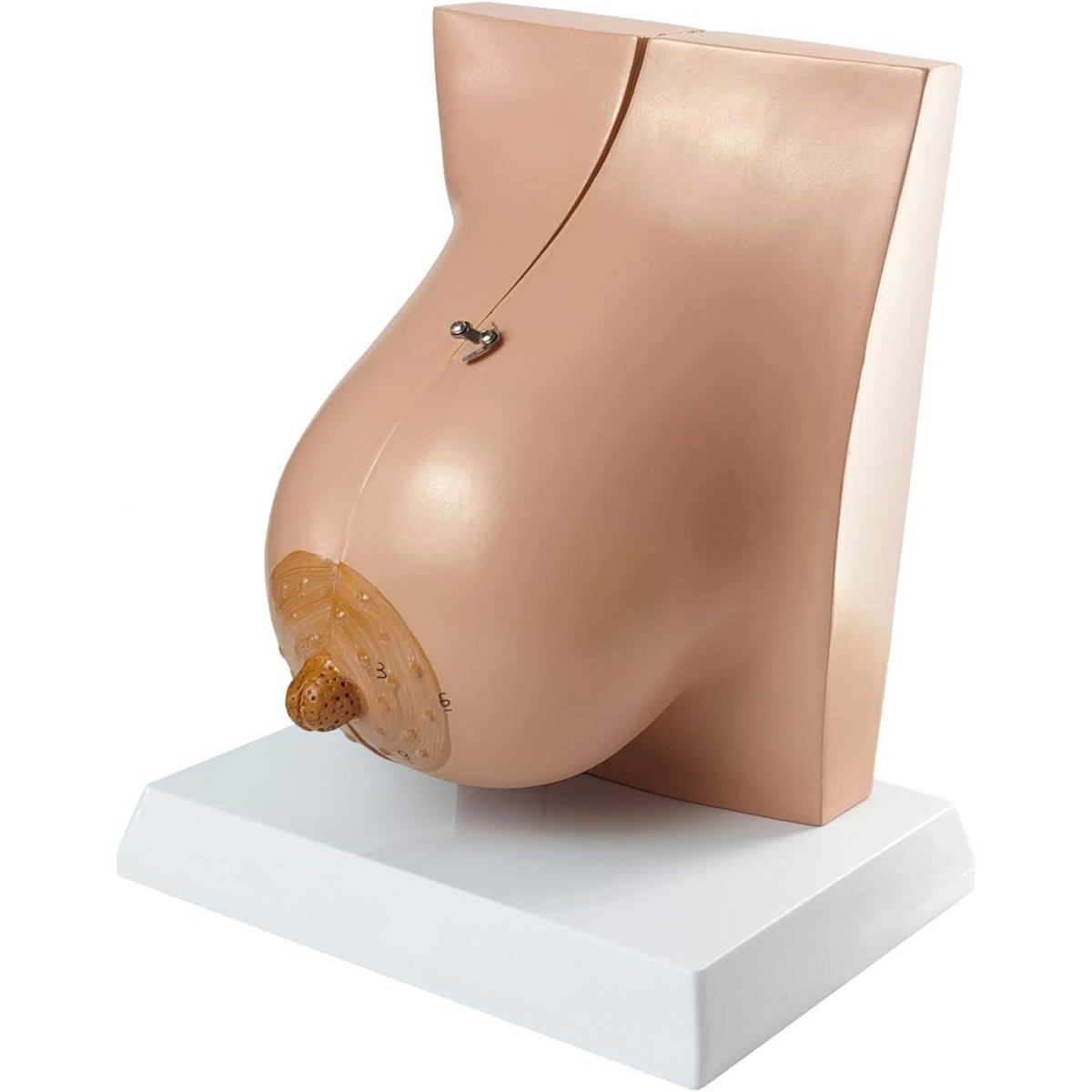 Female Breast Anatomy Model | MYASKRO
