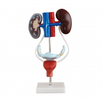 Urinary System Anatomy Bundle - Myaskro