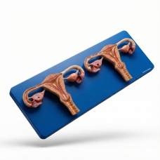 Fertilization Process Simulator By Myaskro (Premium Quality)