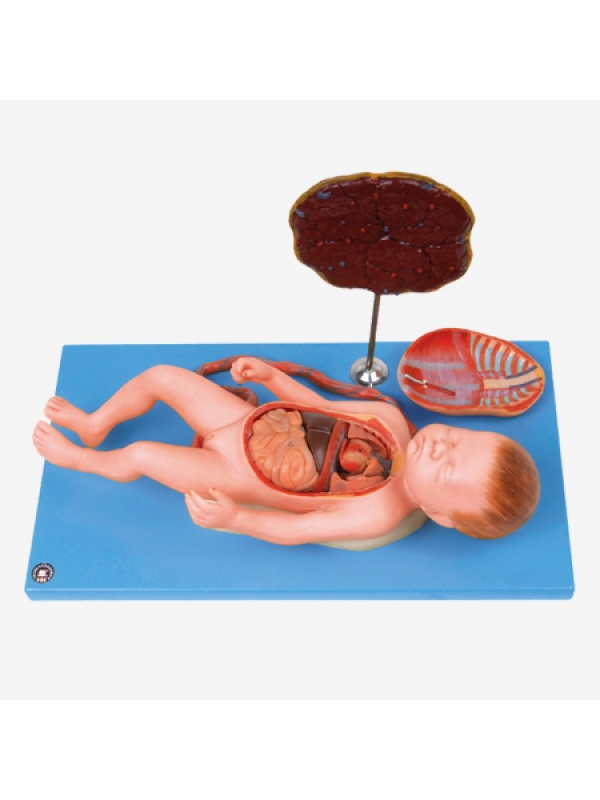MYASKRO - Fetus With Viscus & Placenta Anatomical Model