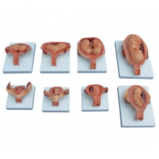 Fetus Development Process Anatomical Model