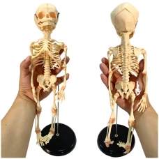 Fetus Skeleton Model (32 Weeks) - MYASKRO