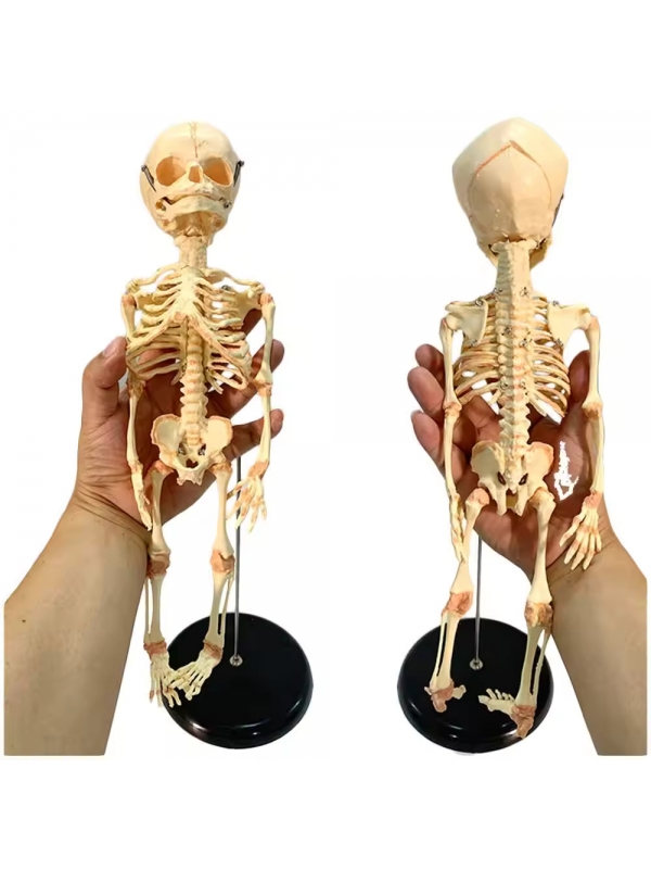 Fetus Skeleton Model (32 Weeks) - MYASKRO