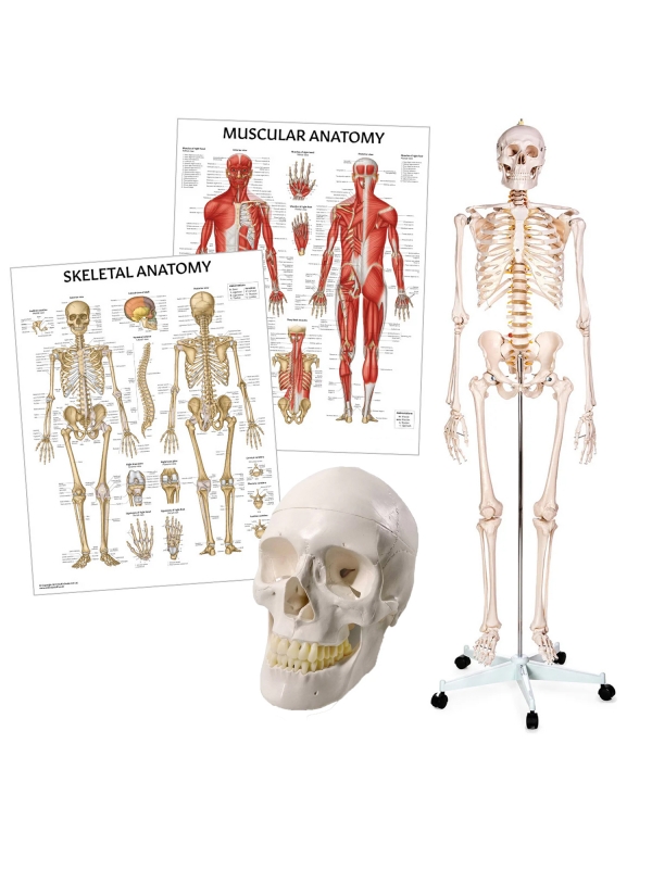 Figure Drawing Bundle - Myaskro