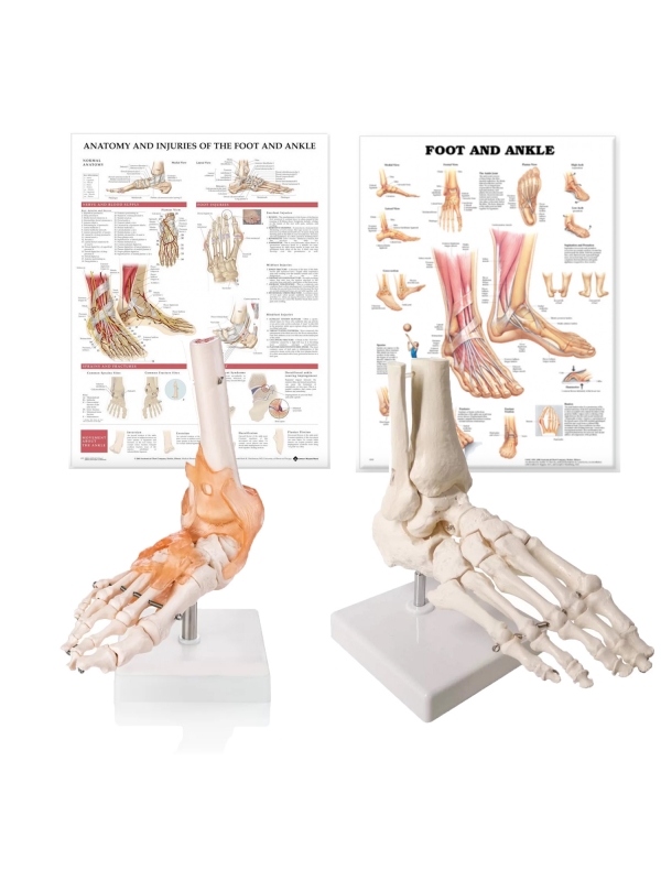 Foot & Ankle Anatomy & Pathology Bundle - Myaskro