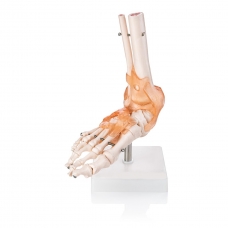 Foot Joint Model With Muscles And Ligaments