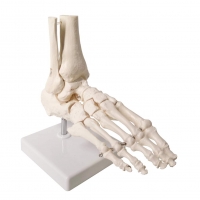 Lower Limb Patient Education Bundle - Myaskro