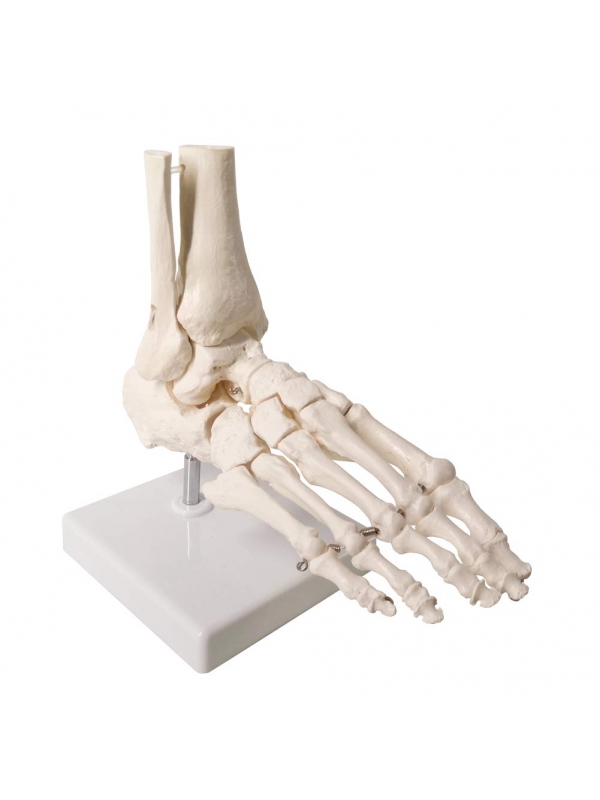 Foot Joint Model Life Size For Anatomical Studies
