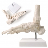 Foot Joint Model Life Size For Anatomical Studies