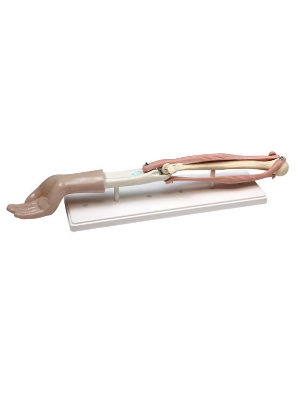 Functional Life-Size Elbow Joint Model with Dissectible Musculature – For Clinical and Didactic Demonstration - Myaskro