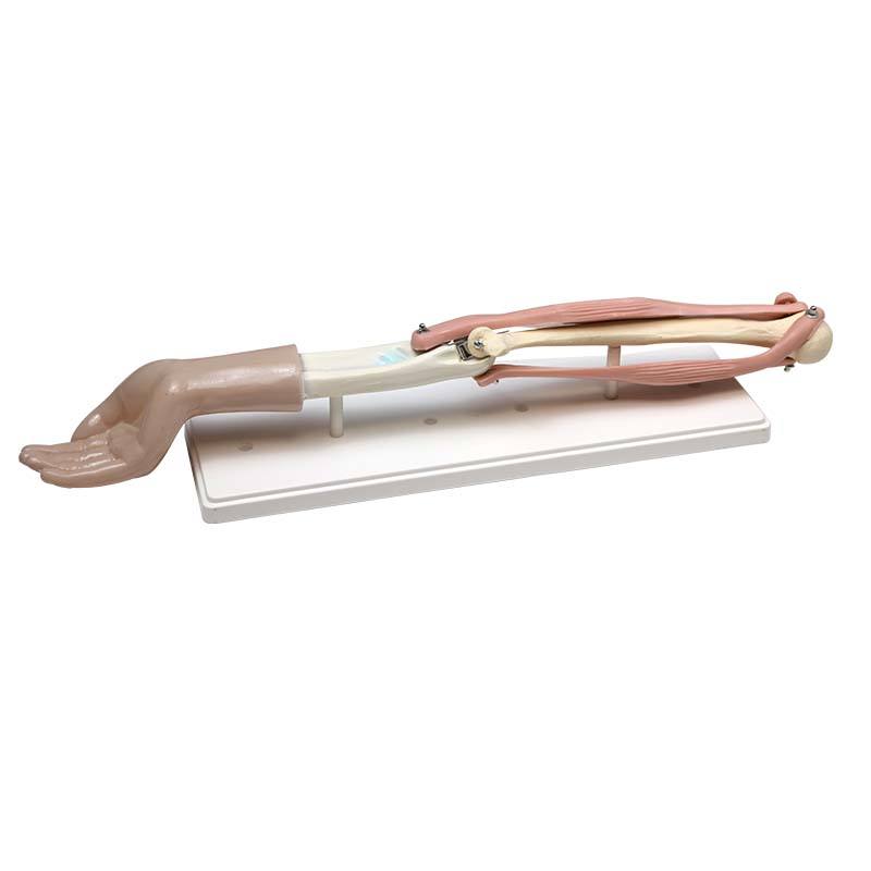 Functional Life-Size Elbow Joint Model with Dissectible Musculature – For Clinical and Didactic Demonstration - Myaskro