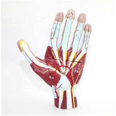 Giant Human Hand Model (5 Removable Parts) - Myaskro