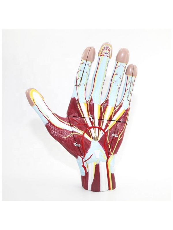 Giant Human Hand Model (5 Removable Parts) - Myaskro