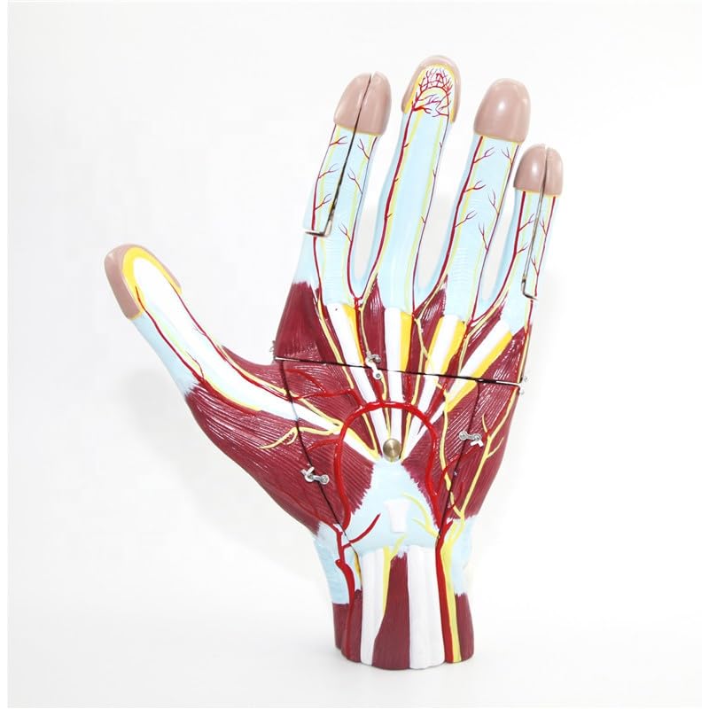 Giant Human Hand Model (5 Removable Parts) - Myaskro